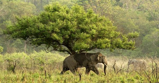 photo of Jim Corbett National Park